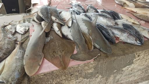 عکس بازار ماهی و میگو فروشان هلر 