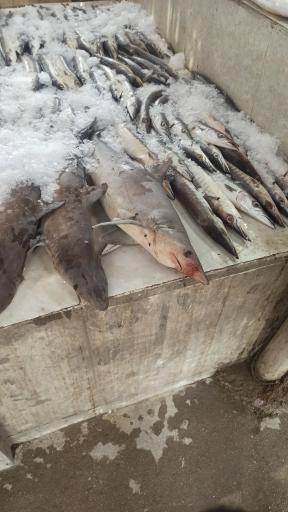 عکس بازار ماهی و میگو فروشان هلر 