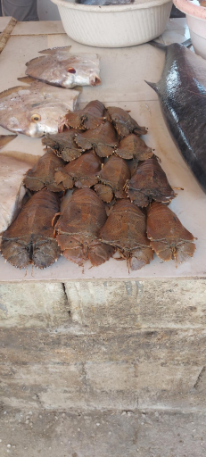 عکس بازار ماهی و میگو فروشان هلر 