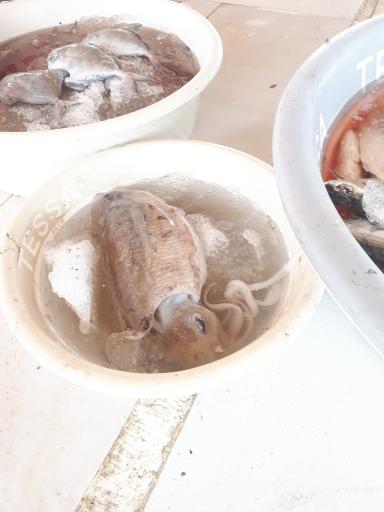 عکس بازار ماهی و میگو فروشان هلر 