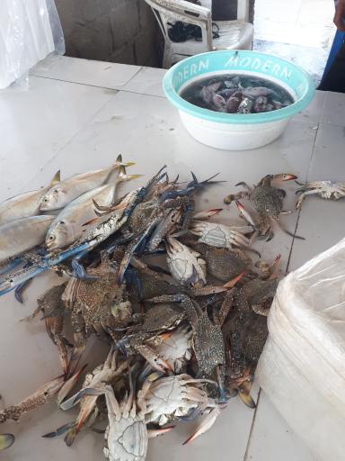 عکس بازار ماهی و میگو فروشان هلر 