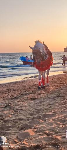 عکس بوستان ساحلی سورو