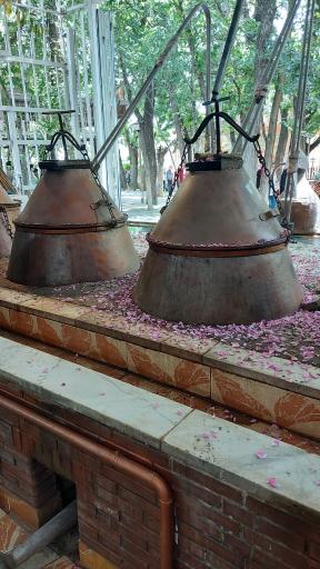 عکس گلاب غنچه نیاسر