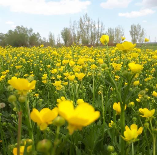عکس حاجی محمود