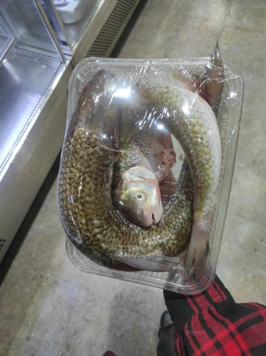 عکس گوشت و مرغ صدف