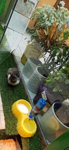 عکس کافه گیلاکو