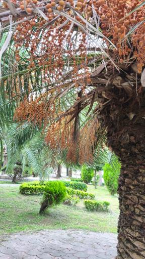 عکس باغ ملی (پارک بعثت)