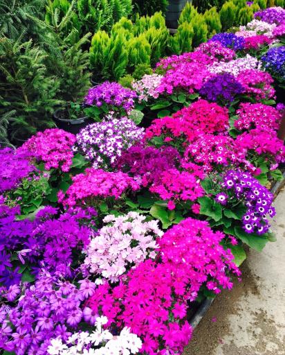 عکس گلستان دراک محمودی