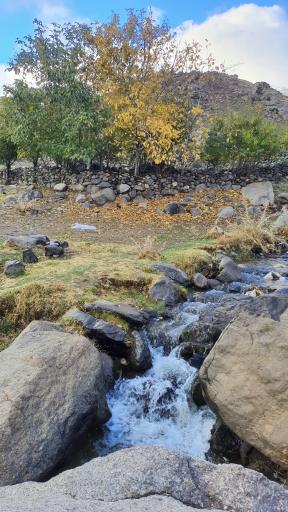 عکس سیلوار