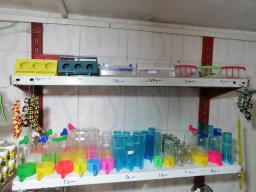 عکس پرنده سرای کاردینال 