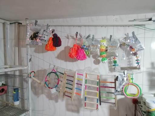 عکس پرنده سرای کاردینال 