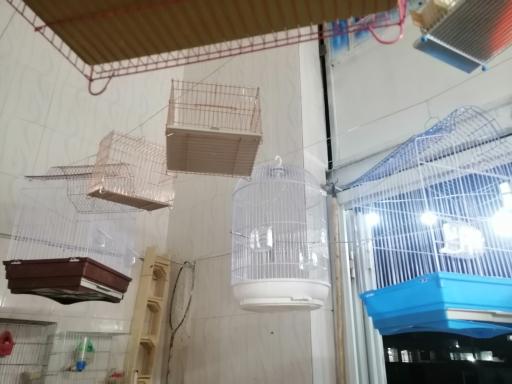 عکس پرنده سرای کاردینال 