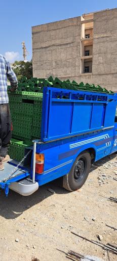 عکس جک و قالب مرادی
