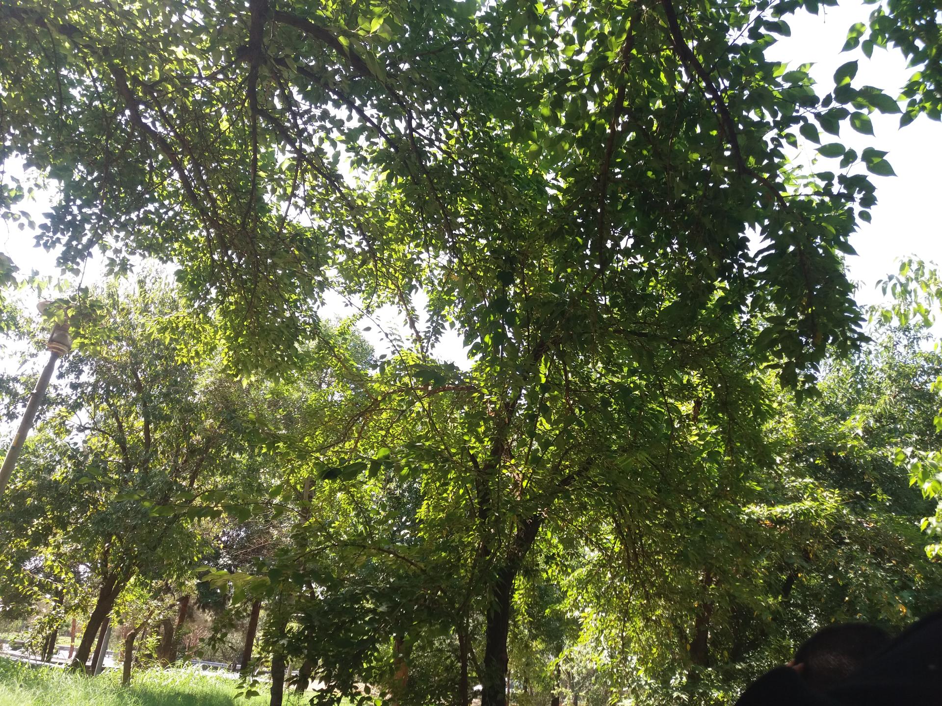 عکس پارک لاله