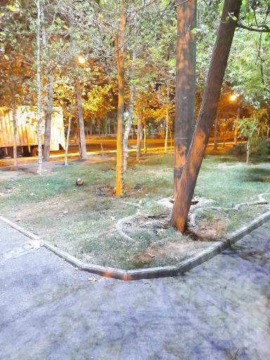 عکس پارک شهید پرویز ناظمی