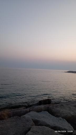 عکس نخل تقی