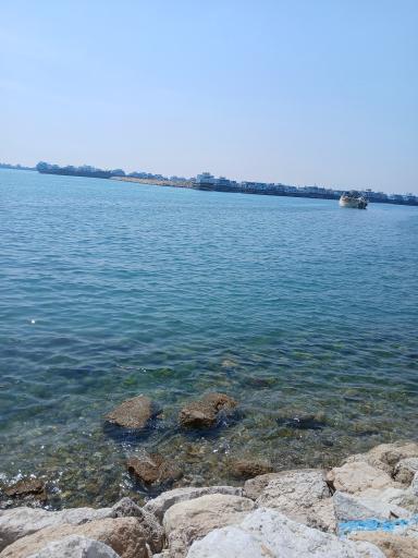 عکس نَخل تَقی