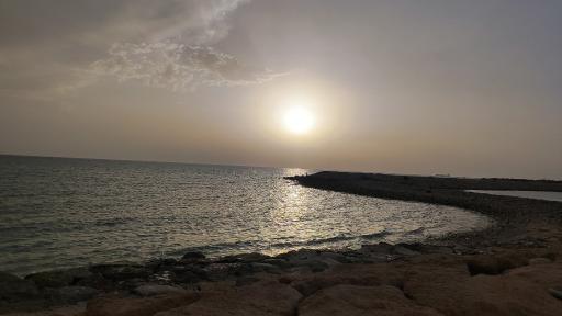 عکس نخل تقی