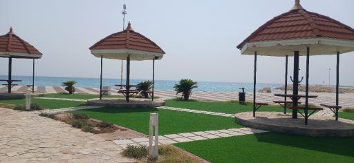 عکس نخل تقی