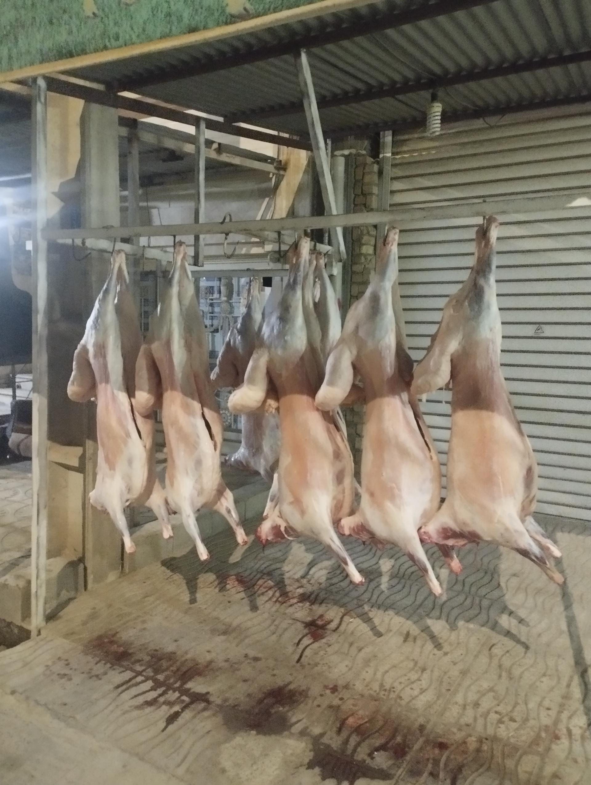 عکس قصابی مجتبی