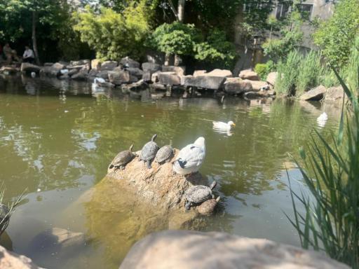 عکس برکه باغ ارم