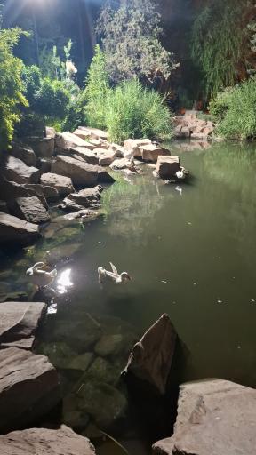 برکه باغ ارم