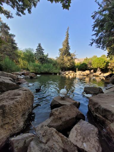 عکس برکه باغ ارم