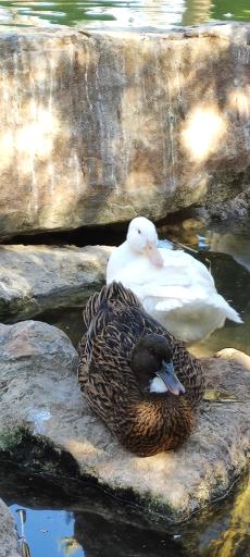 عکس برکه باغ ارم