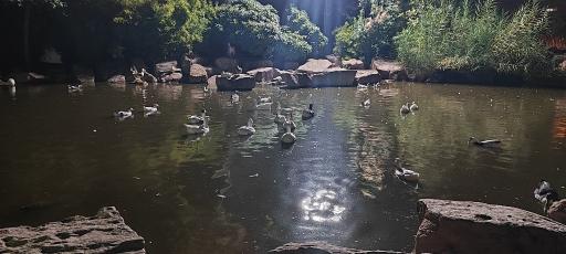 عکس برکه باغ ارم