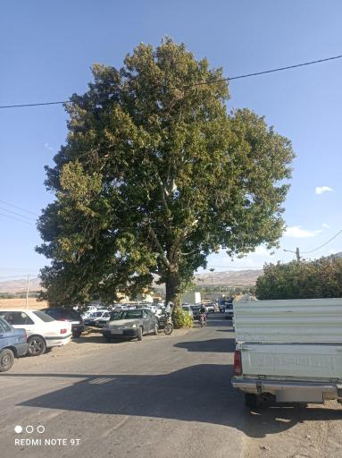 عکس فریازان