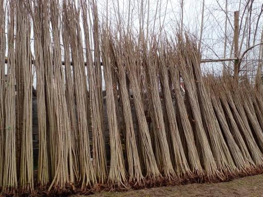 عکس نهالستان آرین 