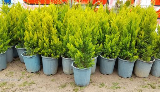 عکس نهالستان آرین 