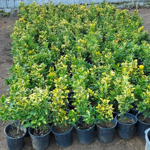 عکس نهالستان آرین 