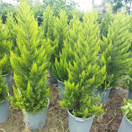 عکس نهالستان آرین 