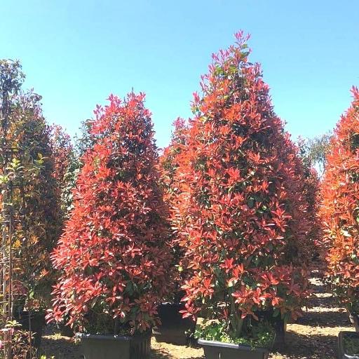 عکس نهالستان آرین 