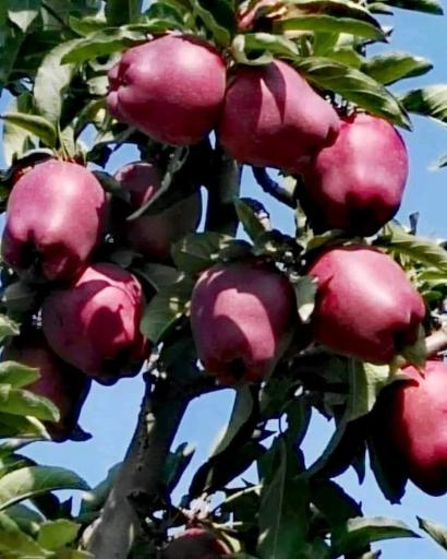 عکس نهالستان آرین 