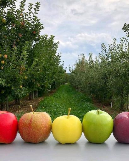 عکس نهالستان آرین 