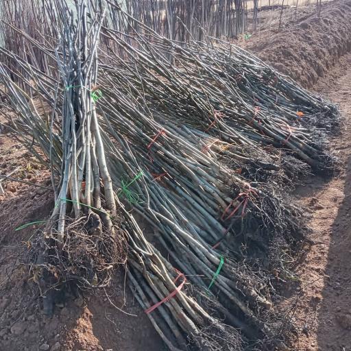 عکس نهالستان آرین 