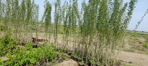 عکس نهالستان آرین 