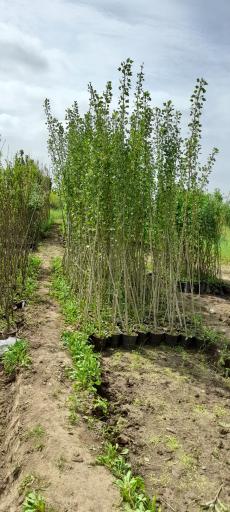 عکس نهالستان آرین 