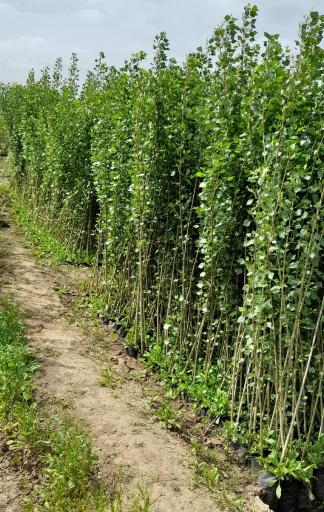 عکس نهالستان آرین 