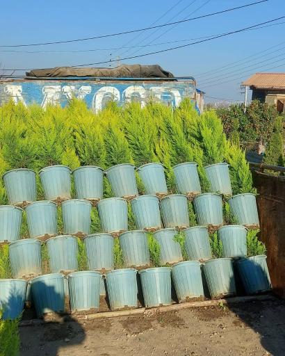 عکس نهالستان آرین 