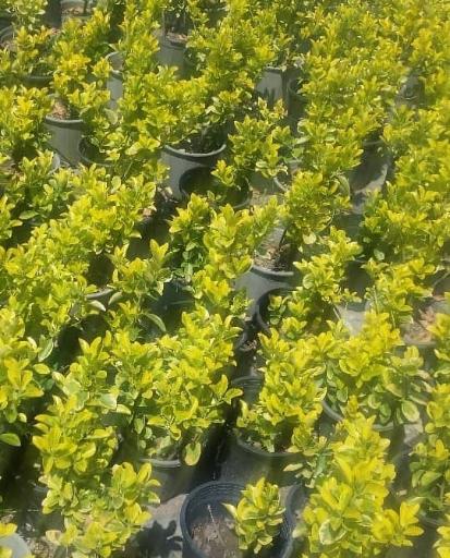 عکس نهالستان آرین 