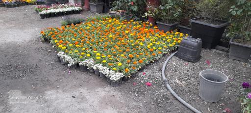 عکس نهالستان آرین 