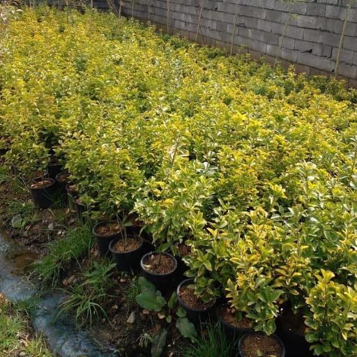 عکس نهالستان آرین 