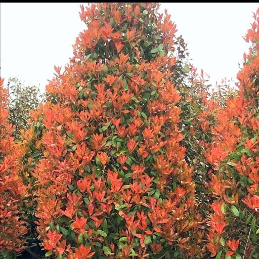 عکس نهالستان آرین 