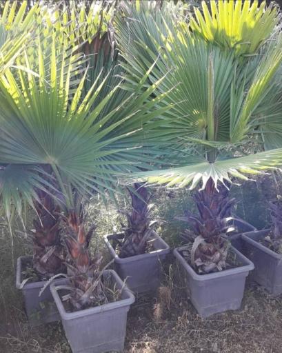 عکس نهالستان آرین 