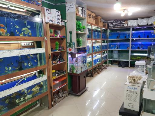 عکس آکواریوم ستاره خلیج