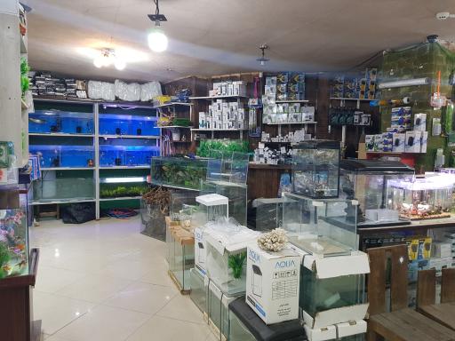 عکس آکواریوم ستاره خلیج