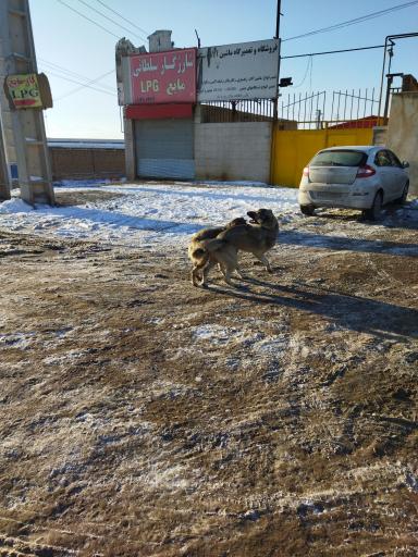 عکس جایگاه گاز LPG سلطانی